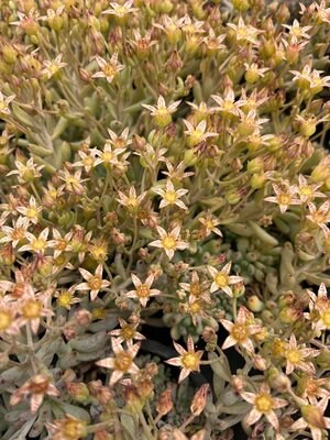 GRAPTOPETALUM PACHYPHYLLUM1.1